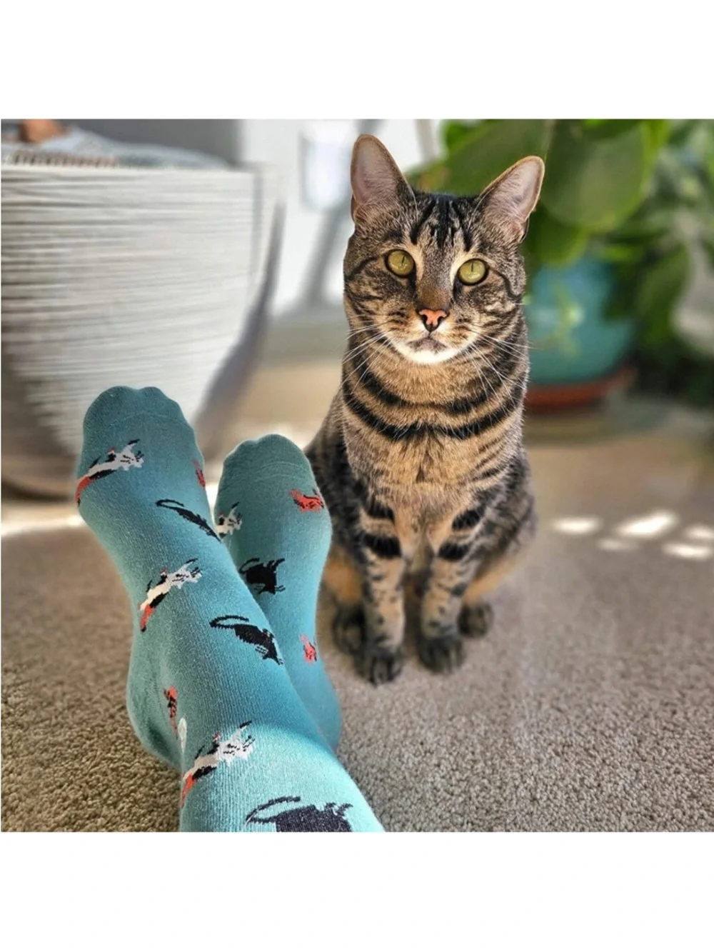 NEW Socks that Save Cats